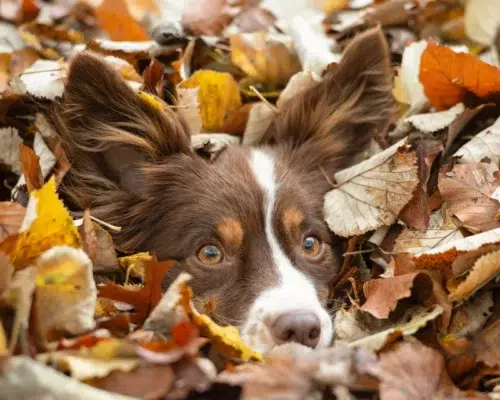 Hund versteckt im Laub man sieht nur Kopf