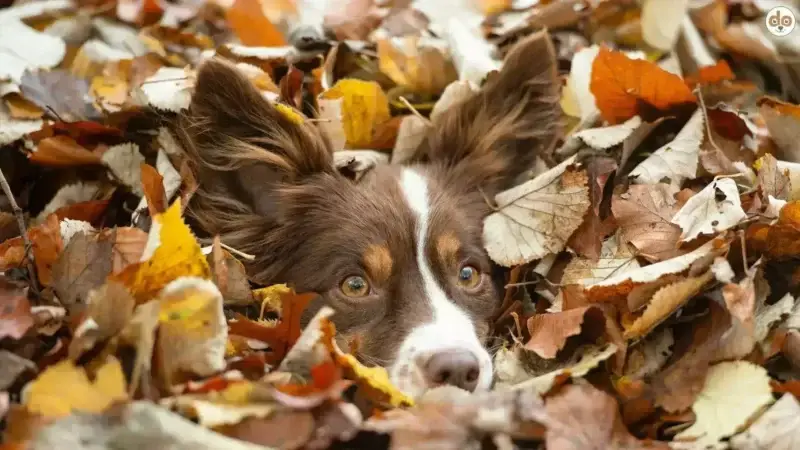 Die Versteckspiel-Übung in der Hundeschule: Bindung stärken oder Risikofaktor?