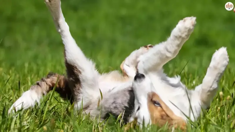 Pubertät beim Hund: So meisterst du die stürmische Phase deines Vierbeiners