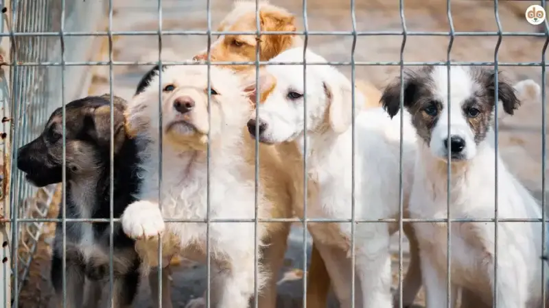 Verantwortung beim Tierschutzkauf: Langzeitengagement