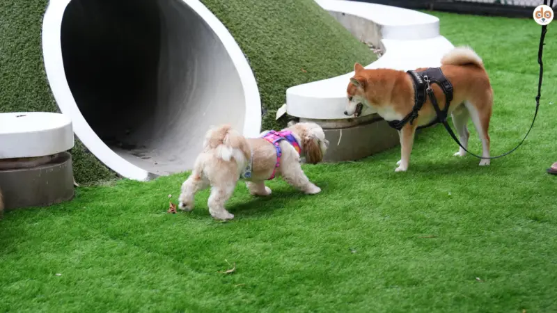 Hundespielwiese – Hundepark: Ein Paradies mit versteckten Gefahren