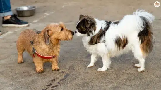 Hundespielwiese