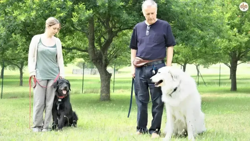Kommunikation zwischen Hundetrainer und Hundehalter: Der Schlüssel zum erfolgreichen Hundetraining