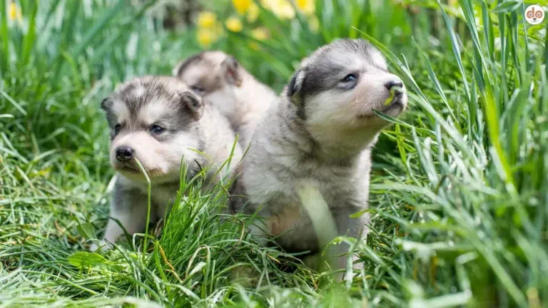 Husky Welpen entdecken die Welt