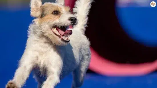 Jack Russel bei Agility