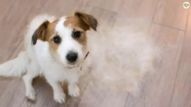Die 12 häufigsten Ursachen für Haarausfall bei Hunden