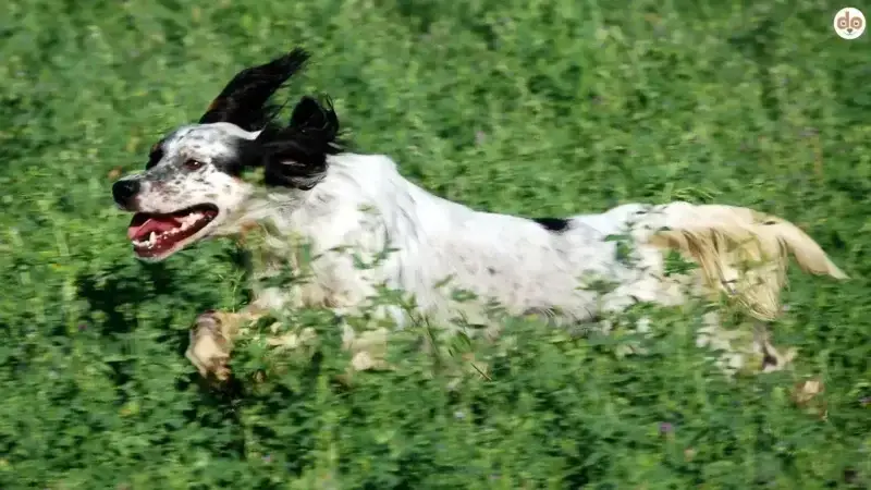 Jagdinstinkt bei Hunden: Woher er kommt und wie man ihn kontrolliert