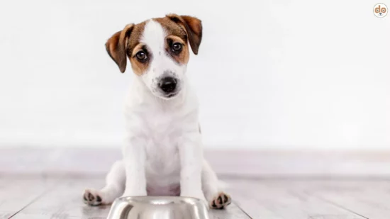 Junger Jack Russel wartet auf Futter