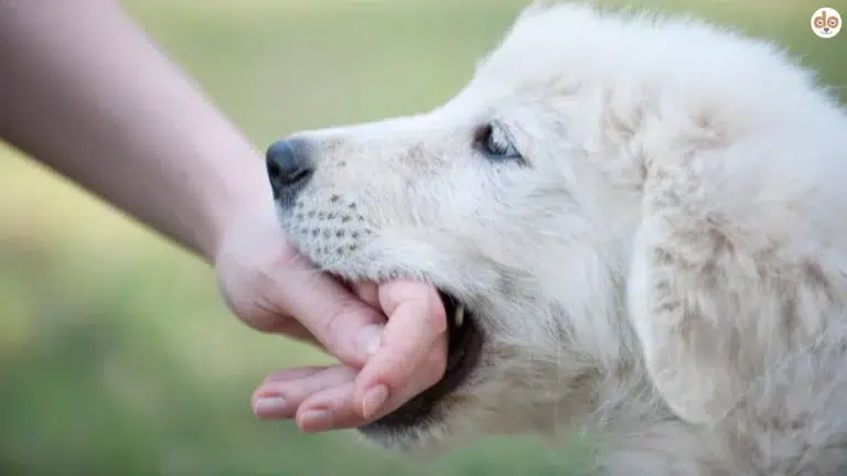 Junghund nimmt Hand in Mund - Beisshemmung