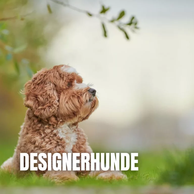 Kategorie Designerhunde