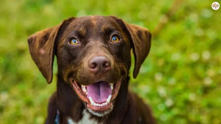 Labrador schaut glücklich und aufmerksam