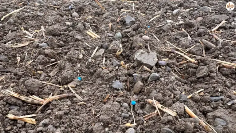 Langzeitdünger auf Acker