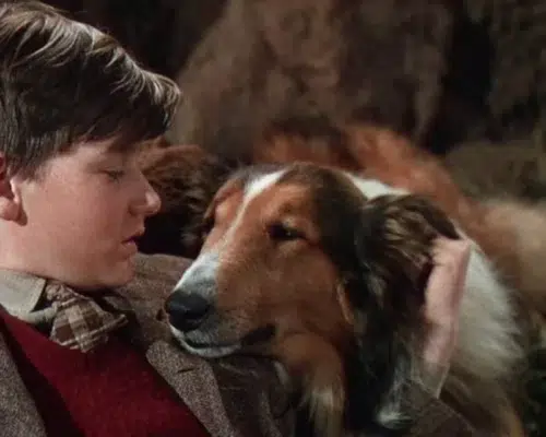 Lassie aus “Lassie Come Home”