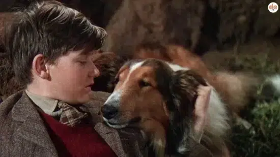 Lassie aus “Lassie Come Home”