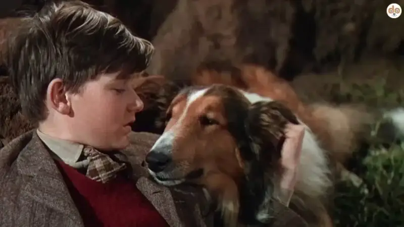 Lassie aus “Lassie Come Home” (1943): Der berühmteste Collie der Filmgeschichte