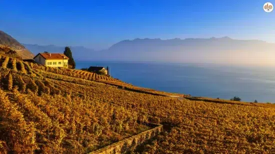 Lavaux im Kanton Wadt