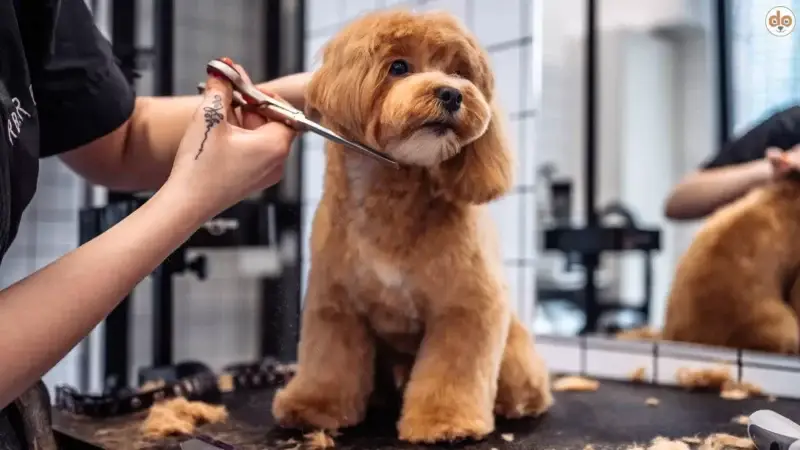 Groomer