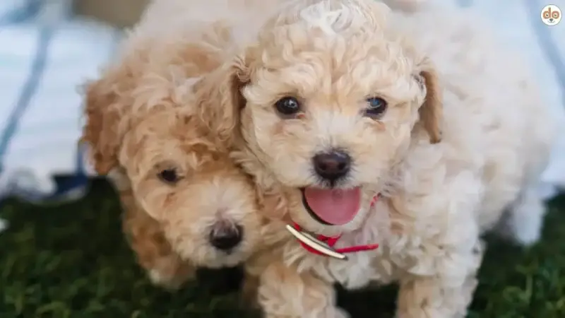 Maltipoo – Der charmante Mischling mit großem Herz