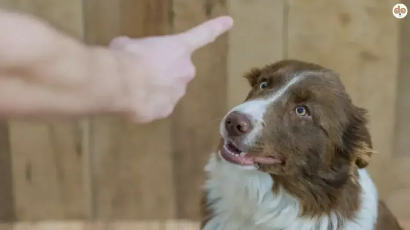 Versteht Dein Hund, warum Du schimpfst? Mythen, Fakten und effektive Trainingsmethoden