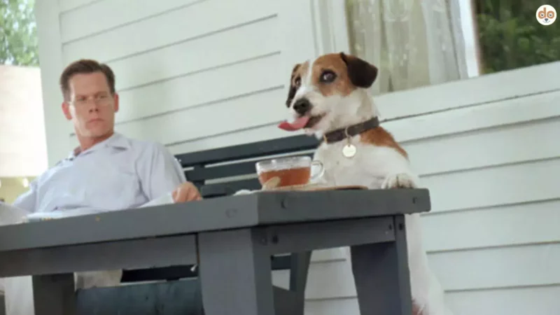 Skip aus My Dog Skip (2000): Der Jack Russell Terrier, der die Herzen berührte