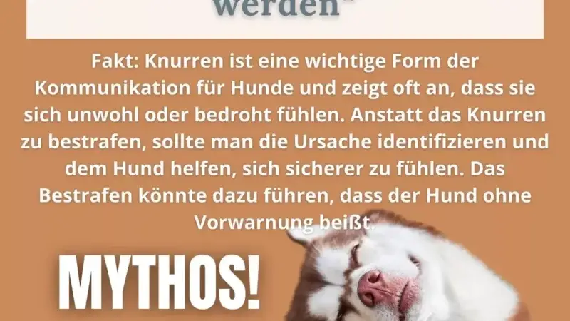 Stimmt es, dass man Hunde zuhause nicht bestrafen sollte?