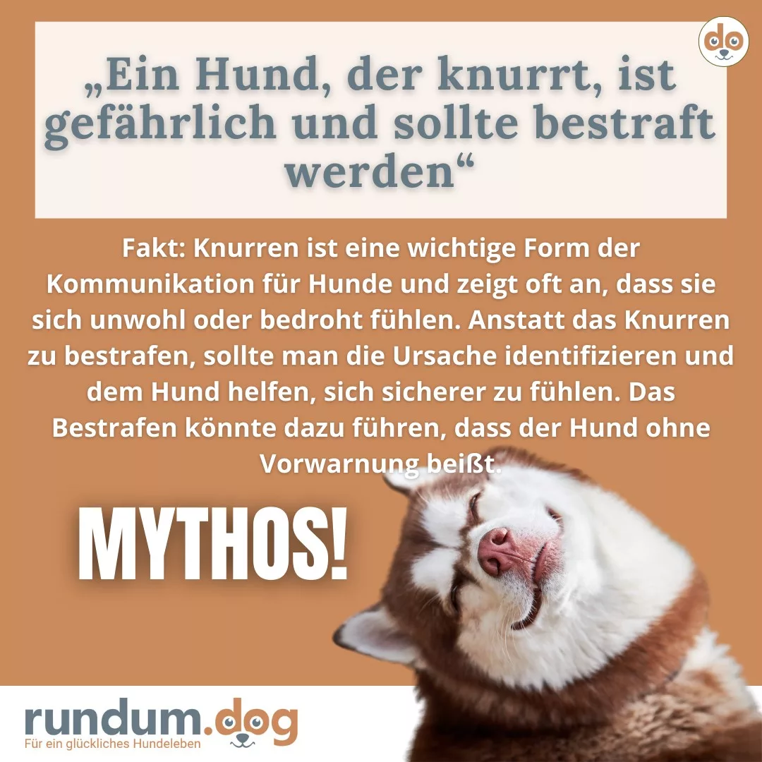 Ein Hund, der knurrt, ist gefährlich und sollte bestraft werden
