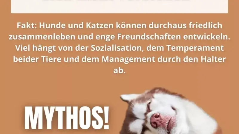 Können Hunde die menschliche Sprache verstehen?
