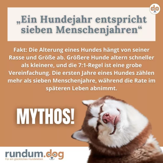 Ein Hundejahr entspricht sieben Menschenjahren