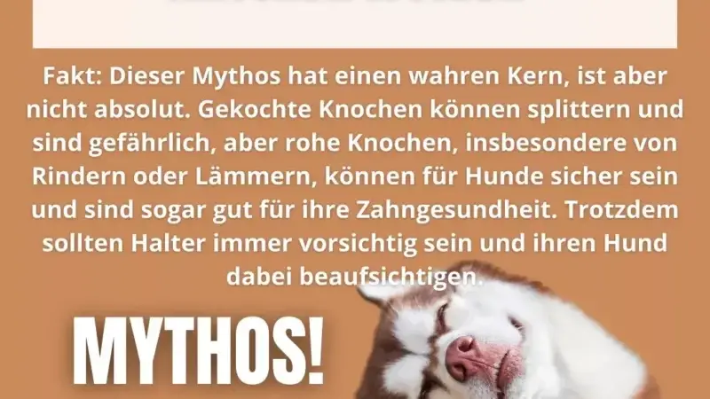 Dürfen Hunde Fliegen jagen?