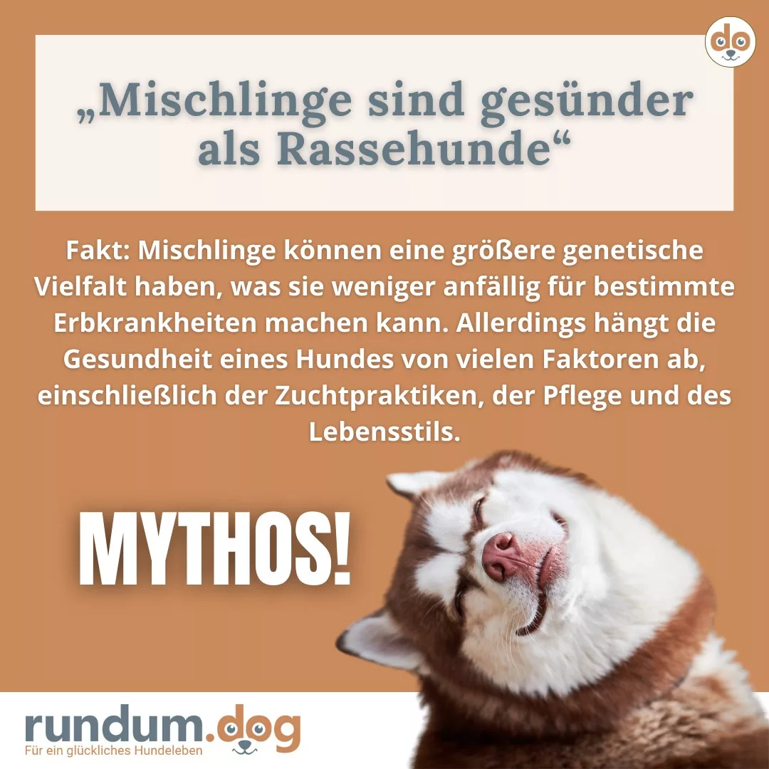 Mischlinge sind gesünder als Rassehunde