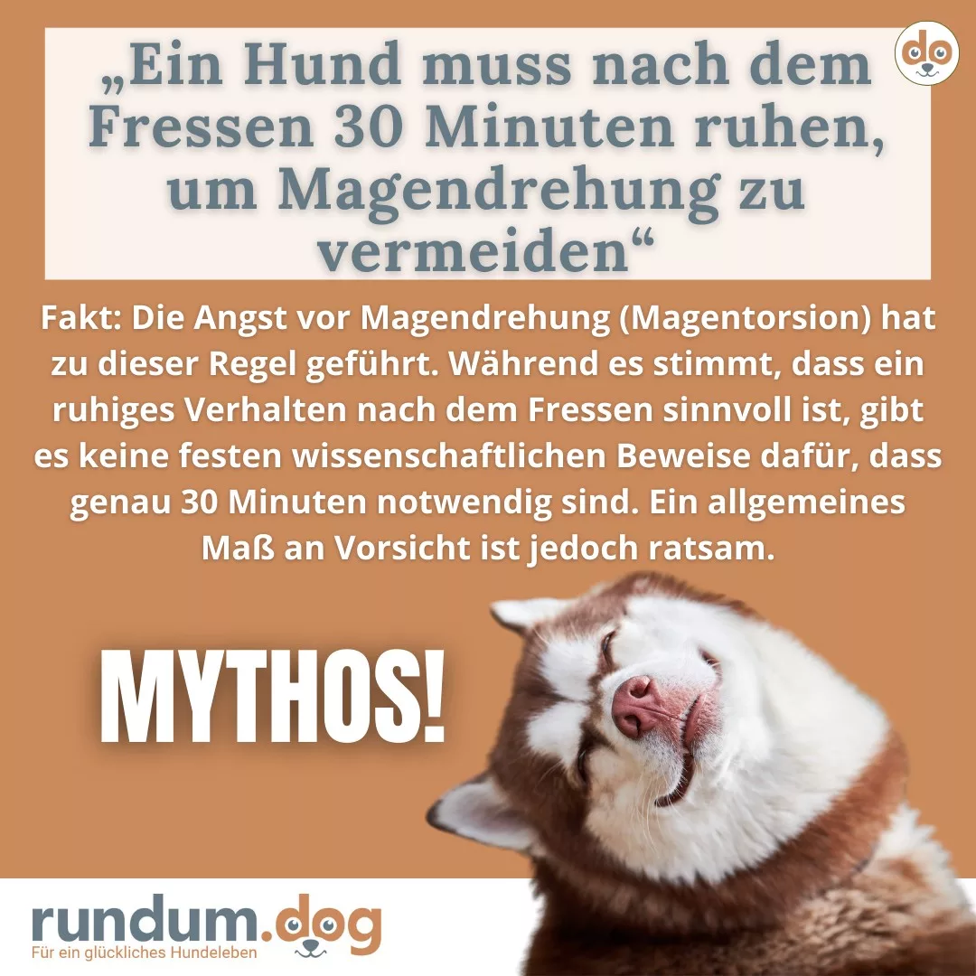 Ein Hund muss nach dem Fressen 30 Minuten ruhen, um Magendrehung zu vermeiden