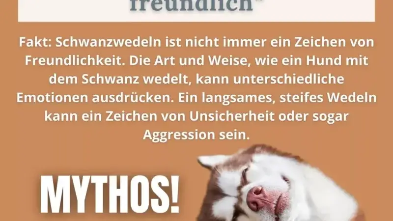 Schwanzwedeln