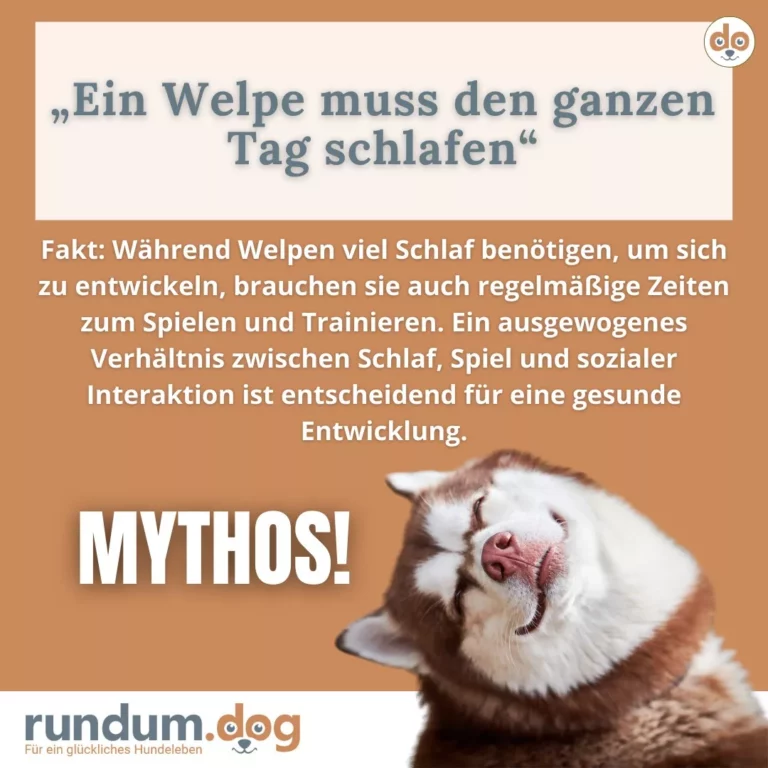 Ein Welpe muss den ganzen Tag schlafen