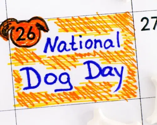 National Dog Day - Nationaler Tag des Hundes