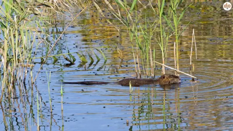Gefahren am Wasser: Nutria und Strömungen – Wie du deinen Hund schützen kannst