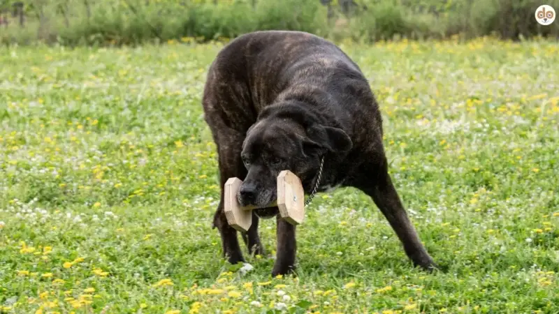 Obedience für Senioren: Wie ältere Hunde von Training profitieren können