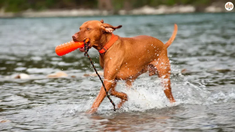 Fortgeschrittene Obedience-Übungen für erfahrene Hunde
