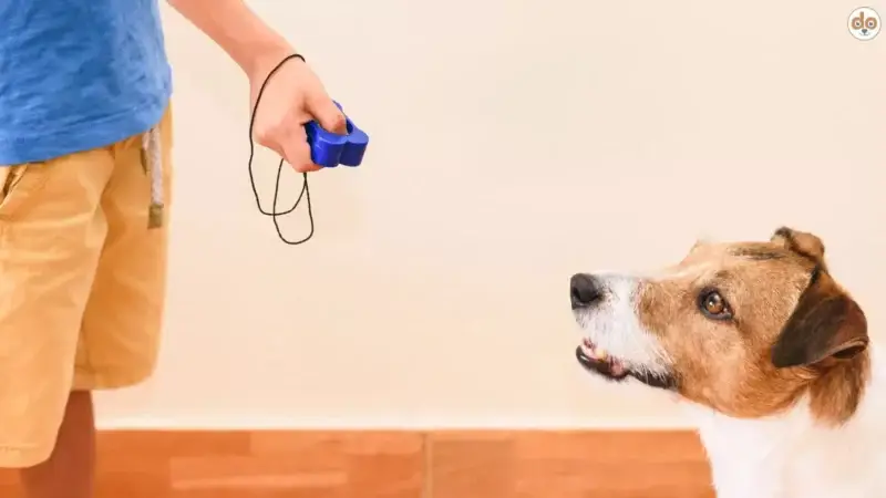 Clickertraining – Timing-Präzision im Hundetraining