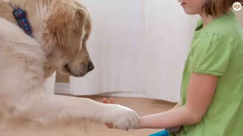 Obedience für Kinder: Wie Dein Kind zum Hundetrainer wird