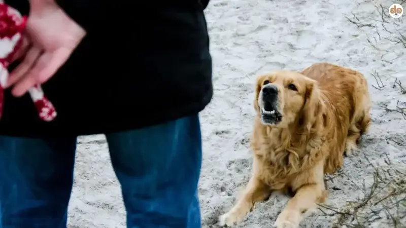 Häufige Fehler im Obedience-Training und wie Du sie vermeidest