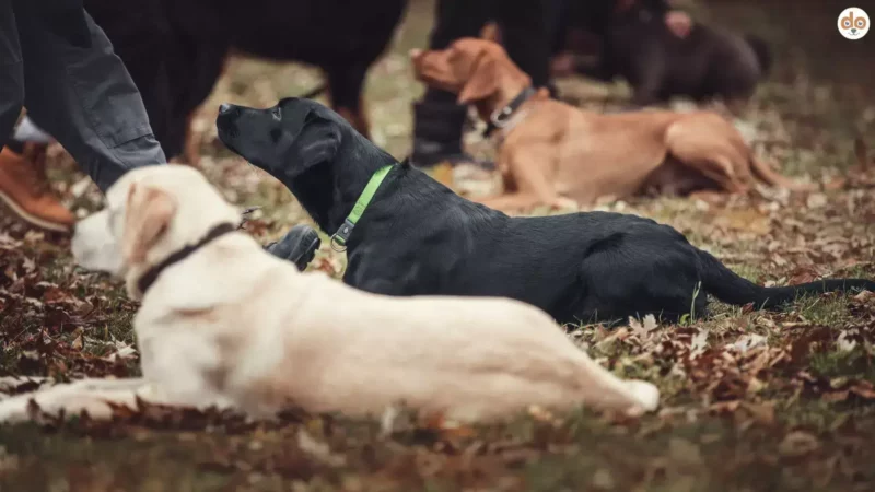 Die 5 wichtigsten Grundkommandos im Obedience-Training