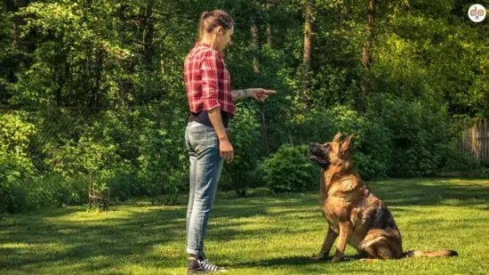 Obedience Sitz