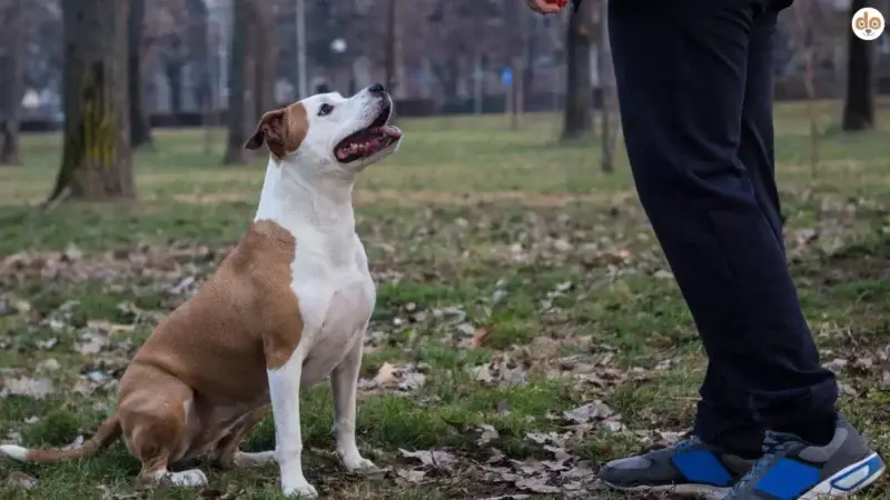 Obedience-Training und Tierschutz: Warum es für jeden Hund sinnvoll ist