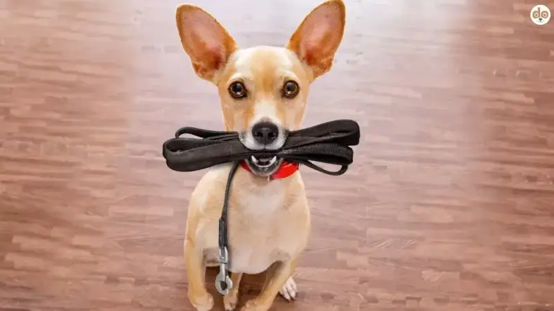 Der Einfluss von Obedience-Training auf das Verhalten von Hunden