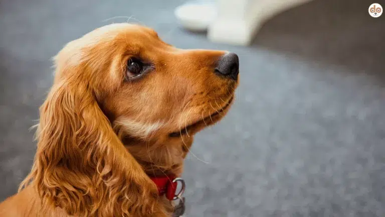 Obedience aufmerksamer Welpe