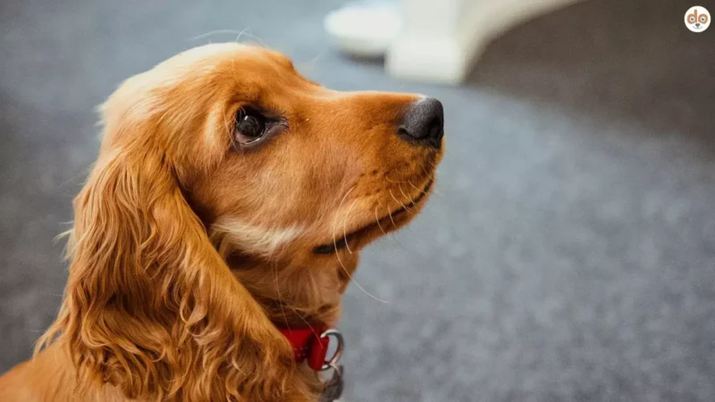 Obedience für Hunde mit speziellen Bedürfnissen