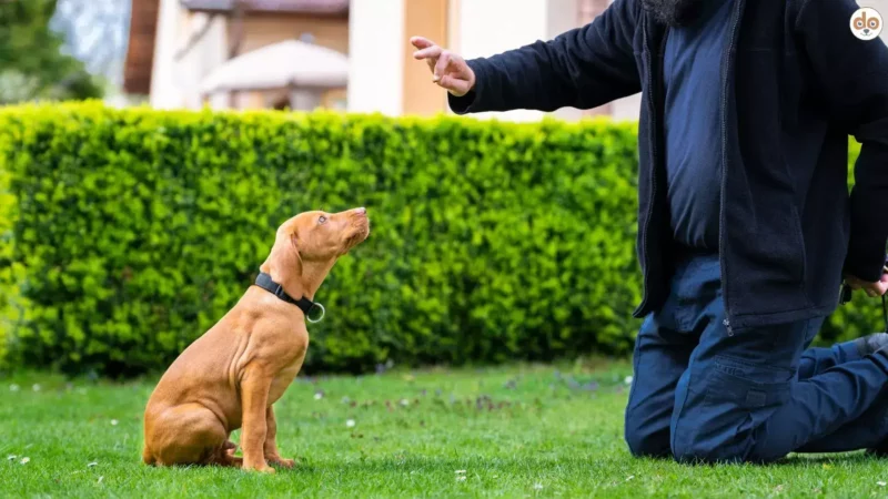 Obedience für Welpen: So startest Du das Training von Anfang an richtig