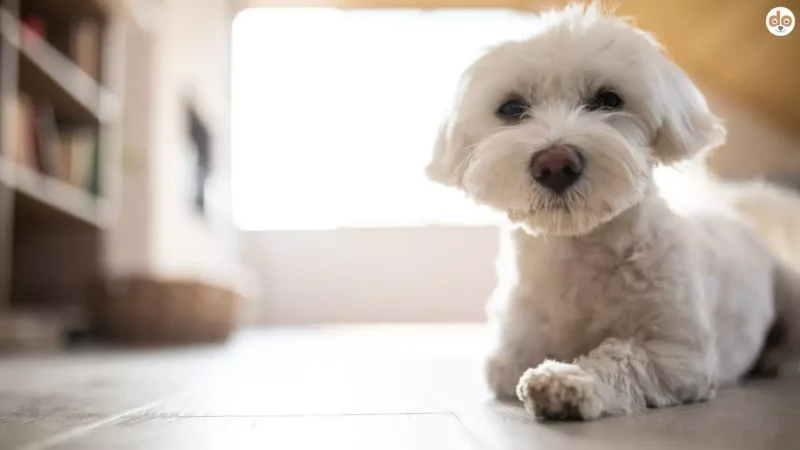 Obedience-Training zu Hause: So bleibst Du konsequent und motiviert