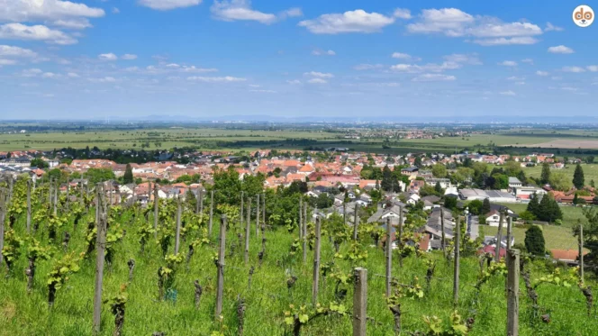 Reben und Aussicht auf Rheinland-Pfalz
