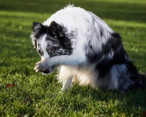 Hundewitze von alt bis neu und von flach bis anspruchsvoll
